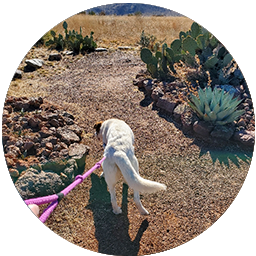 Desert Dog