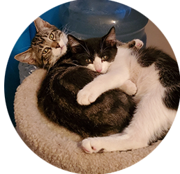 Bro love kittens