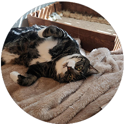 Outlaw kitty - inspiration!